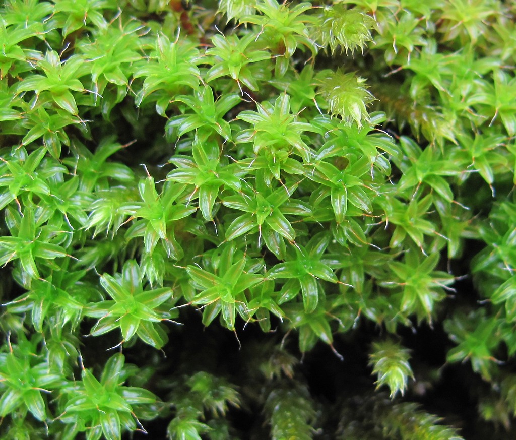 Image of genus Syntrichia specimen.