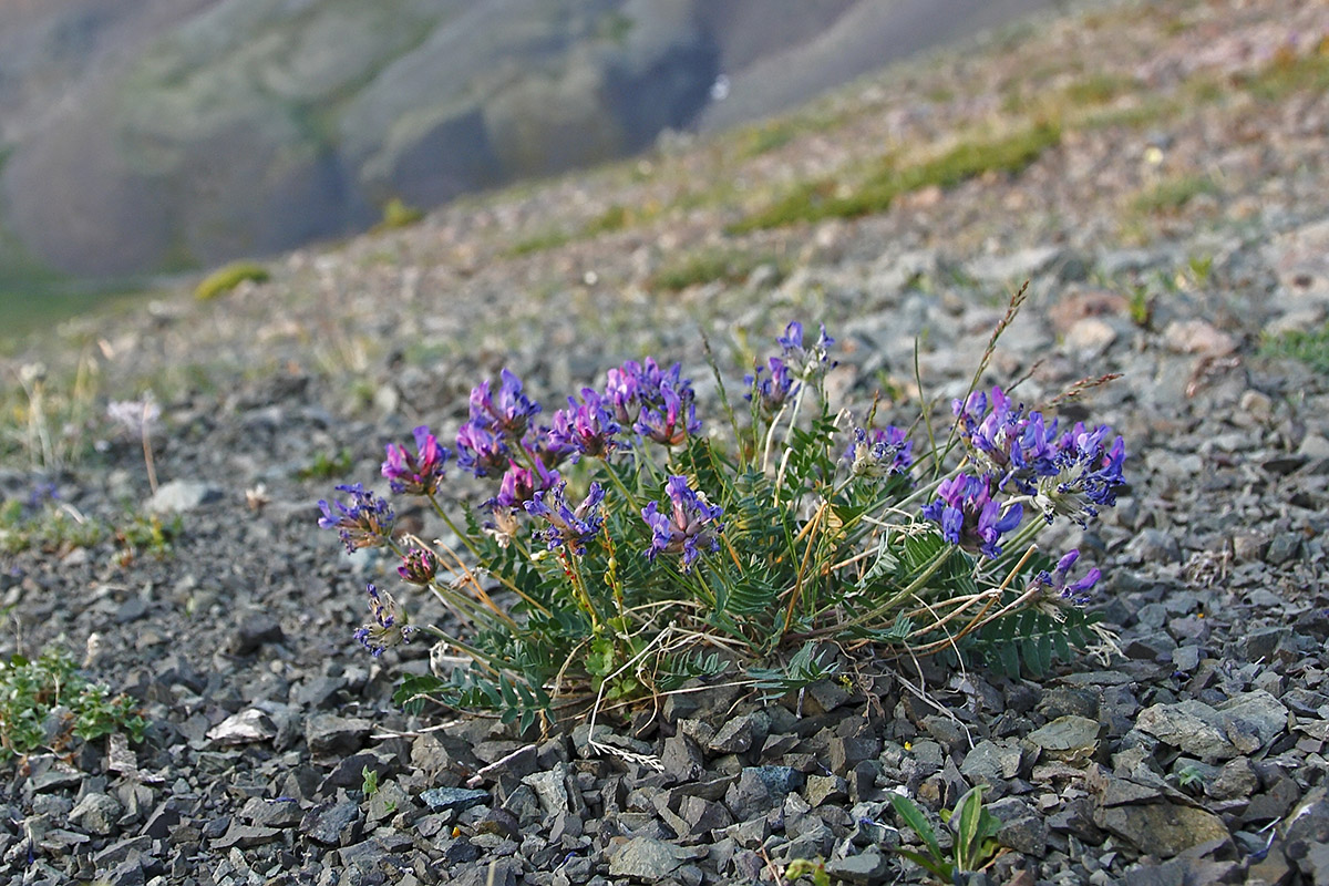 Изображение особи Oxytropis kusnetzovii.