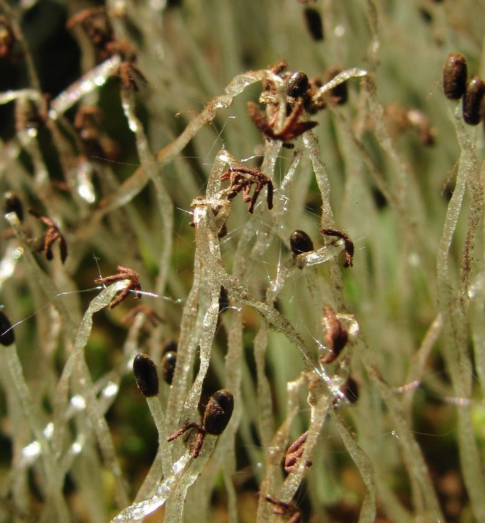 Image of division Marchantiophyta specimen.