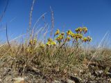 Limonium aureum