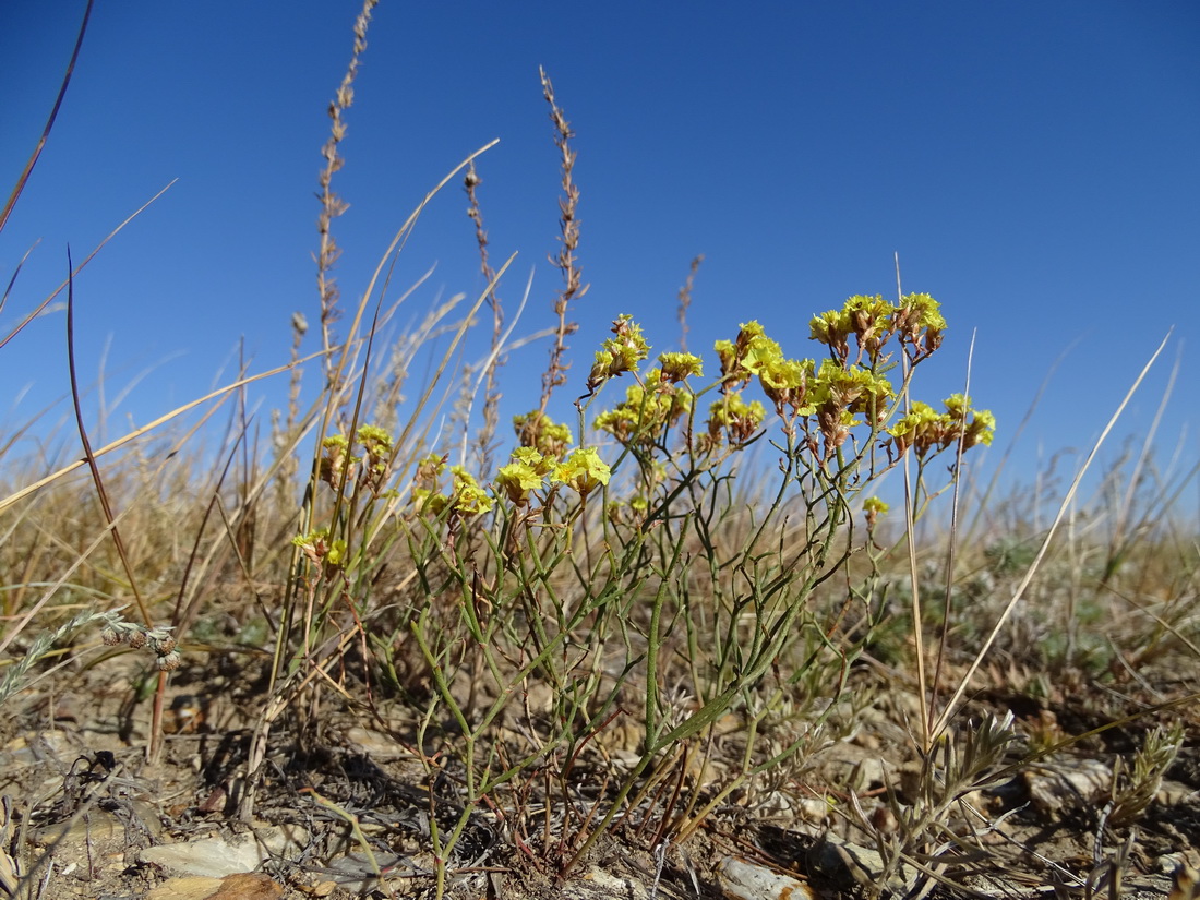 Image of Limonium aureum specimen.