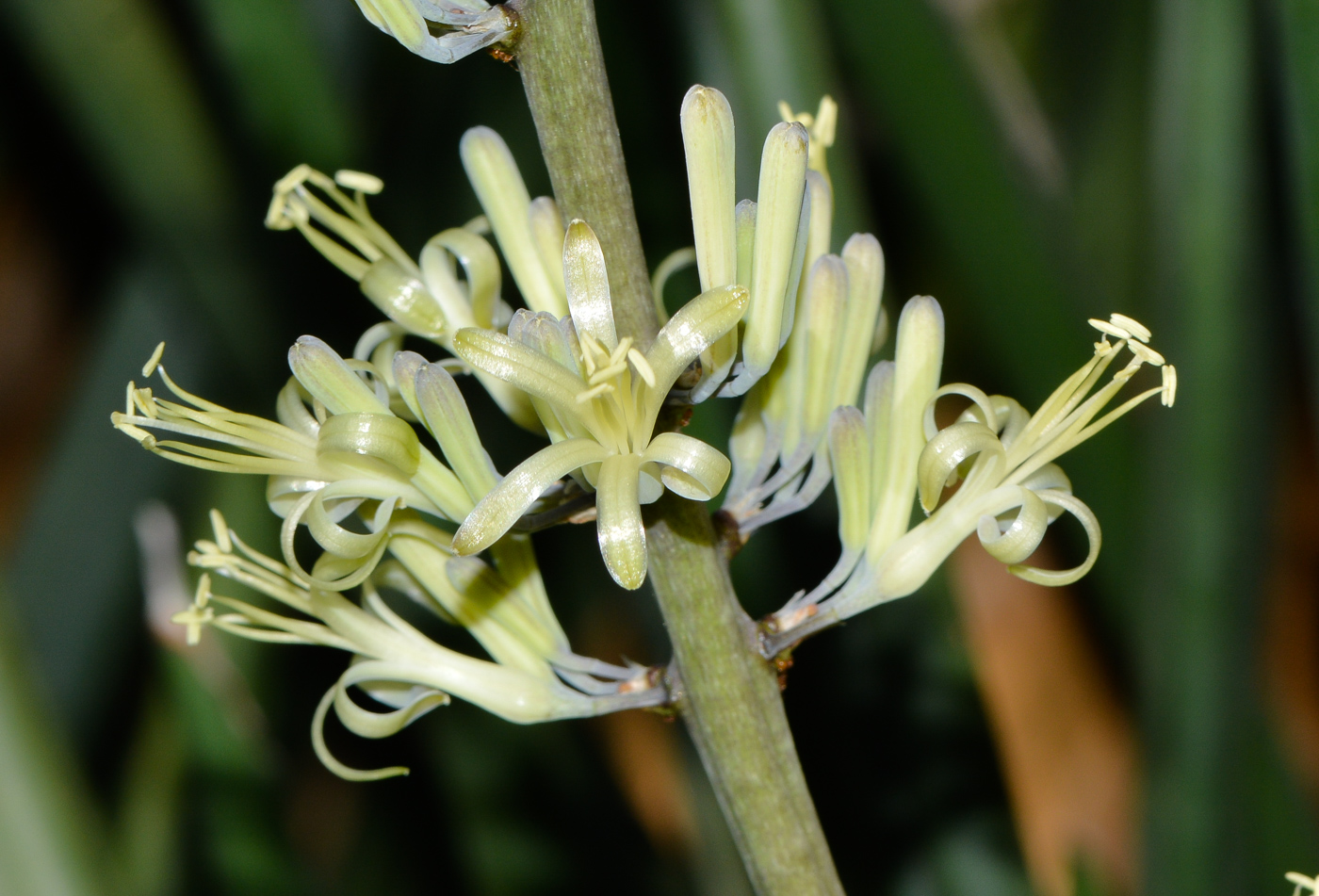 Image of Sansevieria cylindrica specimen.