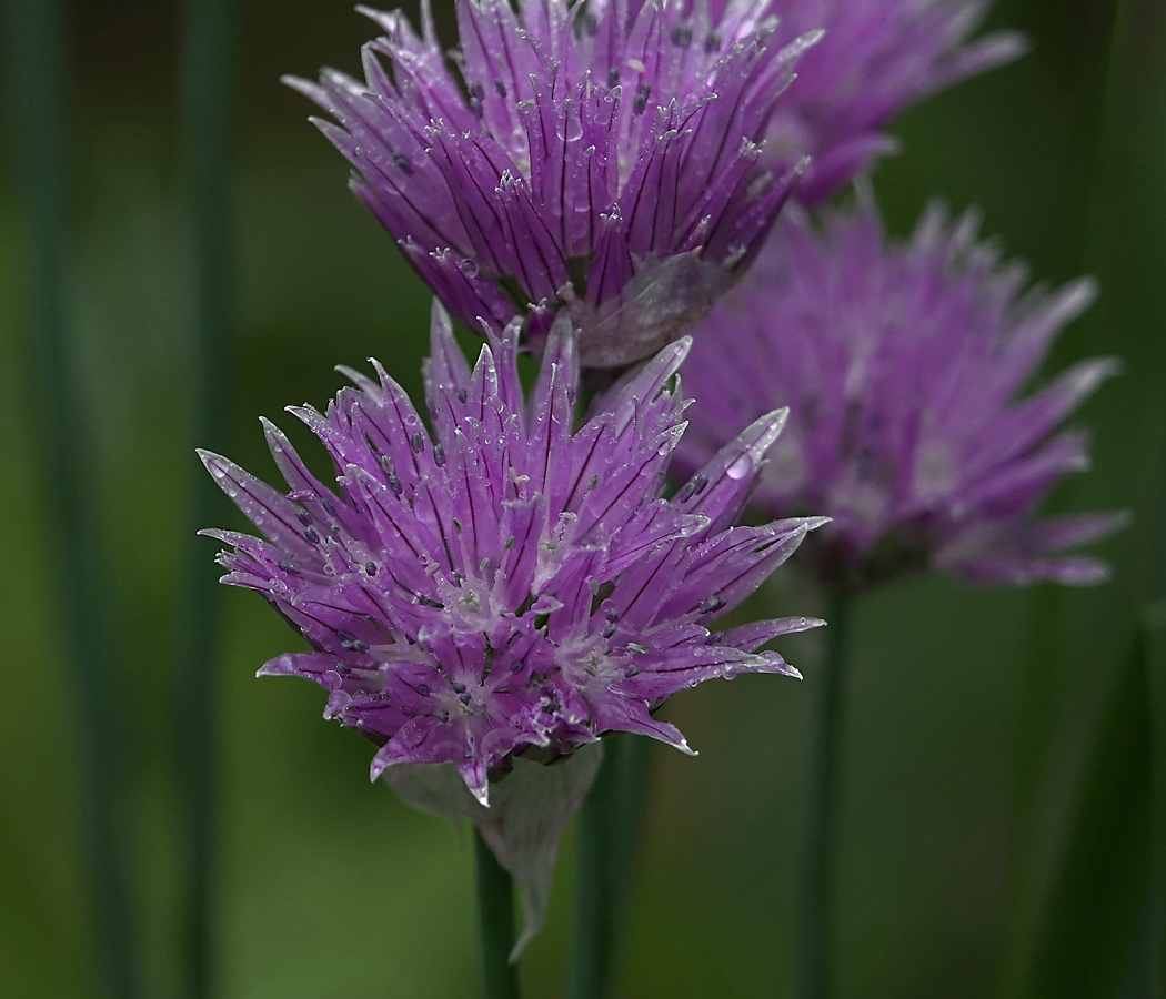 Изображение особи Allium schoenoprasum.