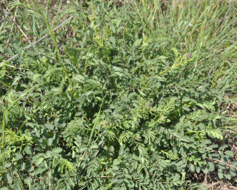 Image of Poterium sanguisorba specimen.