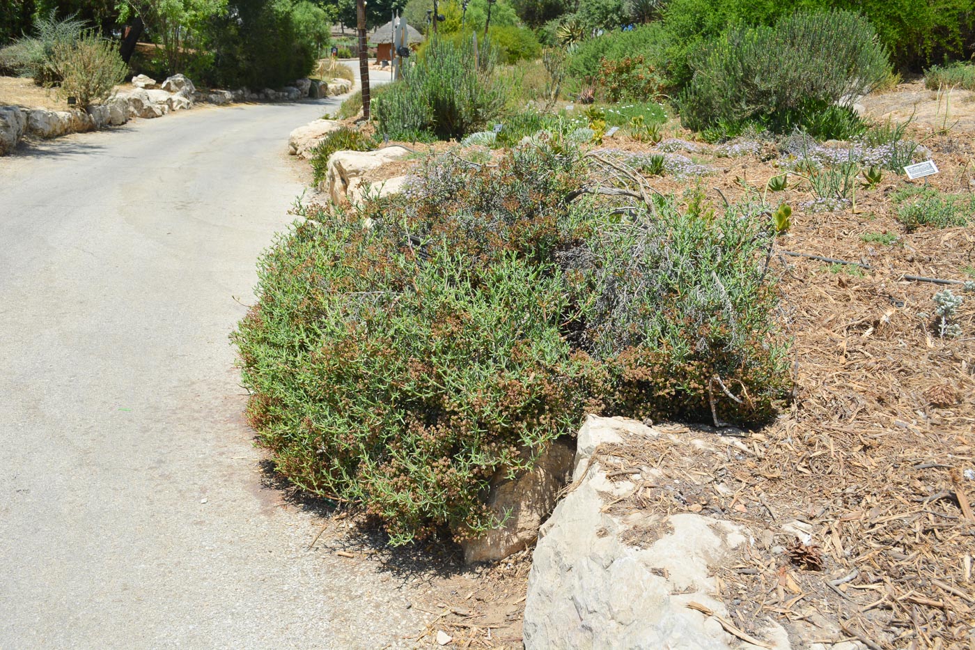 Image of Ruschia multiflora specimen.