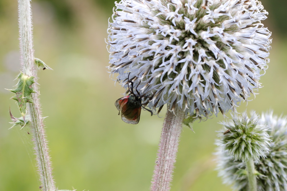 Image of Echinops sphaerocephalus specimen.