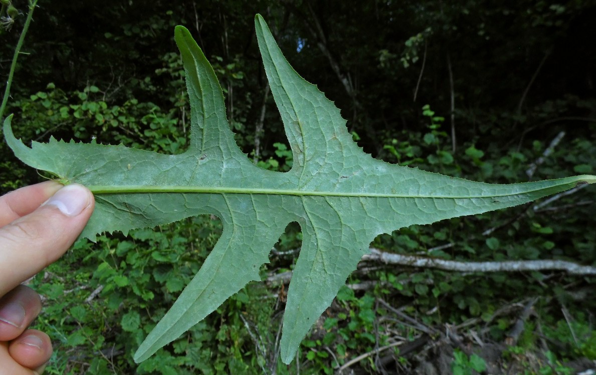 Изображение особи Sonchus palustris.