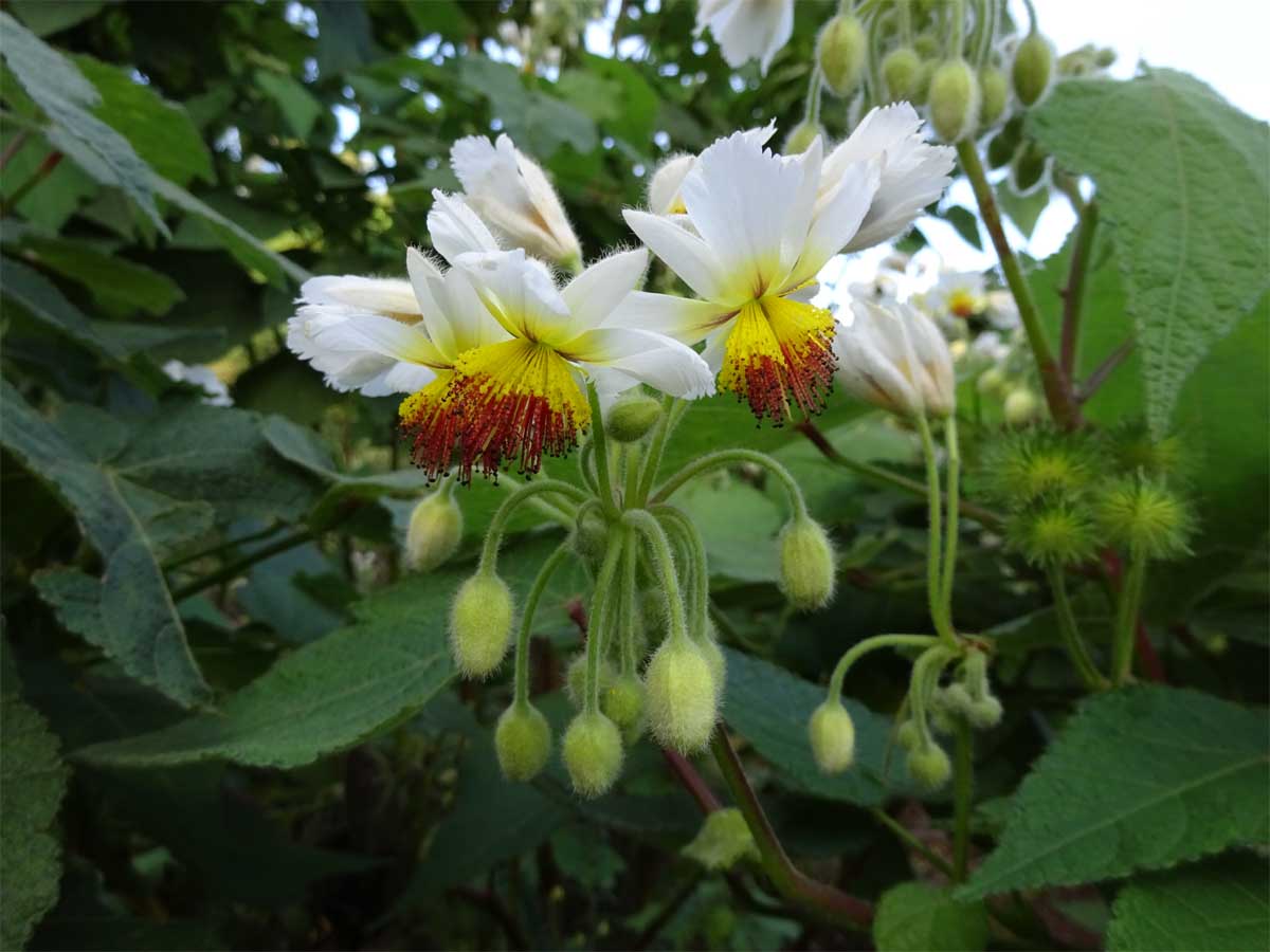 Image of Sparmannia africana specimen.