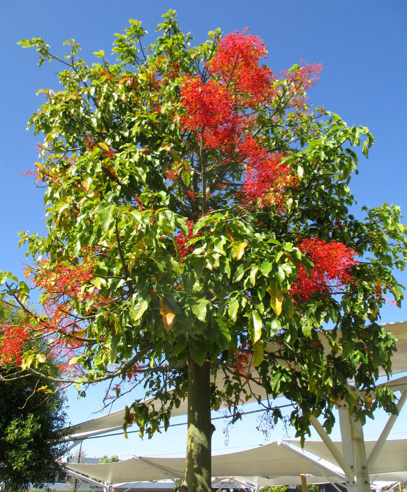 Image of Brachychiton acerifolius specimen.