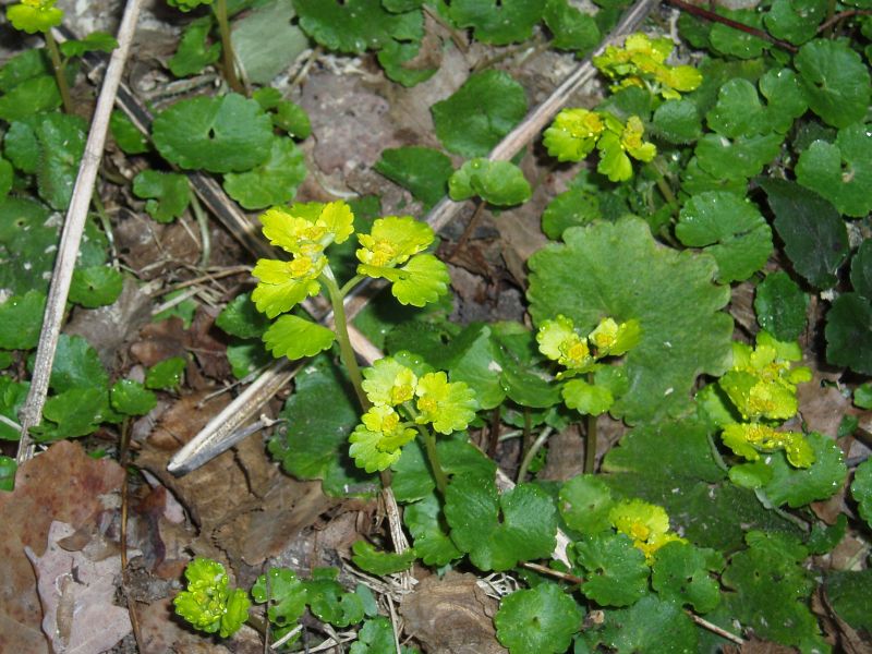 Image of Chrysosplenium alternifolium specimen.