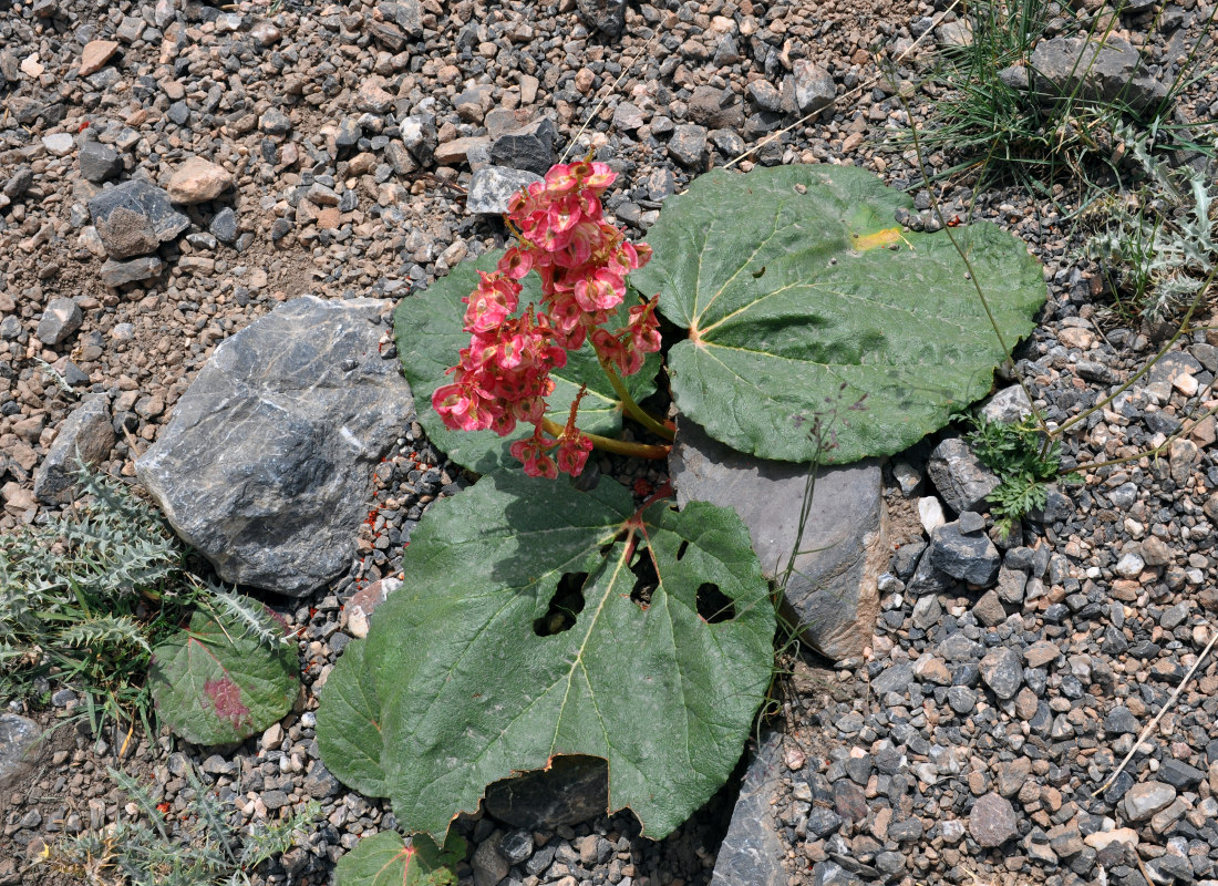 Image of Rheum fedtschenkoi specimen.