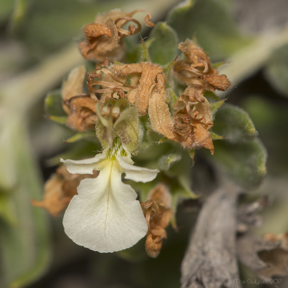 Image of Teucrium jailae specimen.