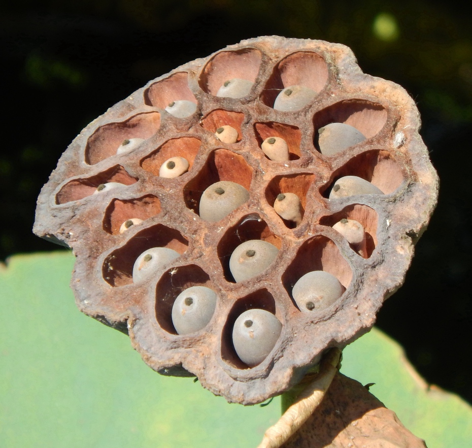 Image of Nelumbo caspica specimen.