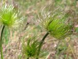 Pulsatilla patens. Плоды. Республика Татарстан, г. Бавлы. 06.05.2010.