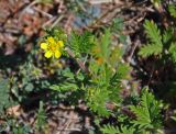 Potentilla conferta