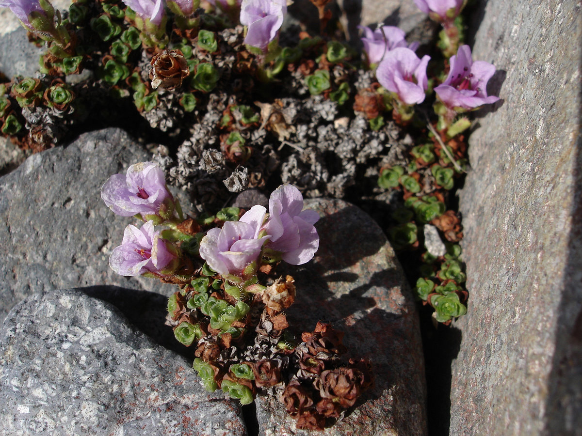 Изображение особи Saxifraga pulvinata.