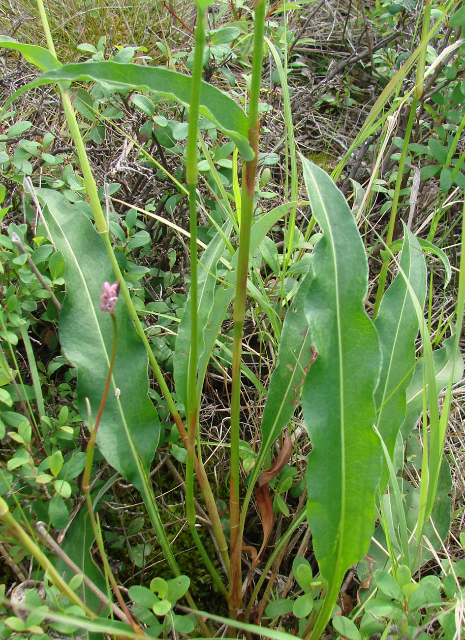 Image of Bistorta vivipara specimen.