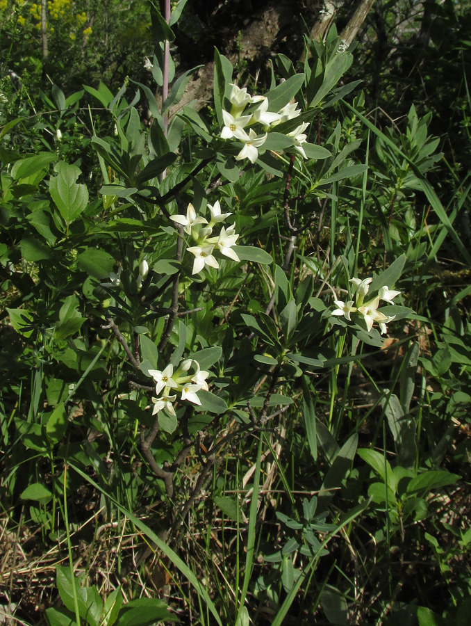 Image of Daphne taurica specimen.