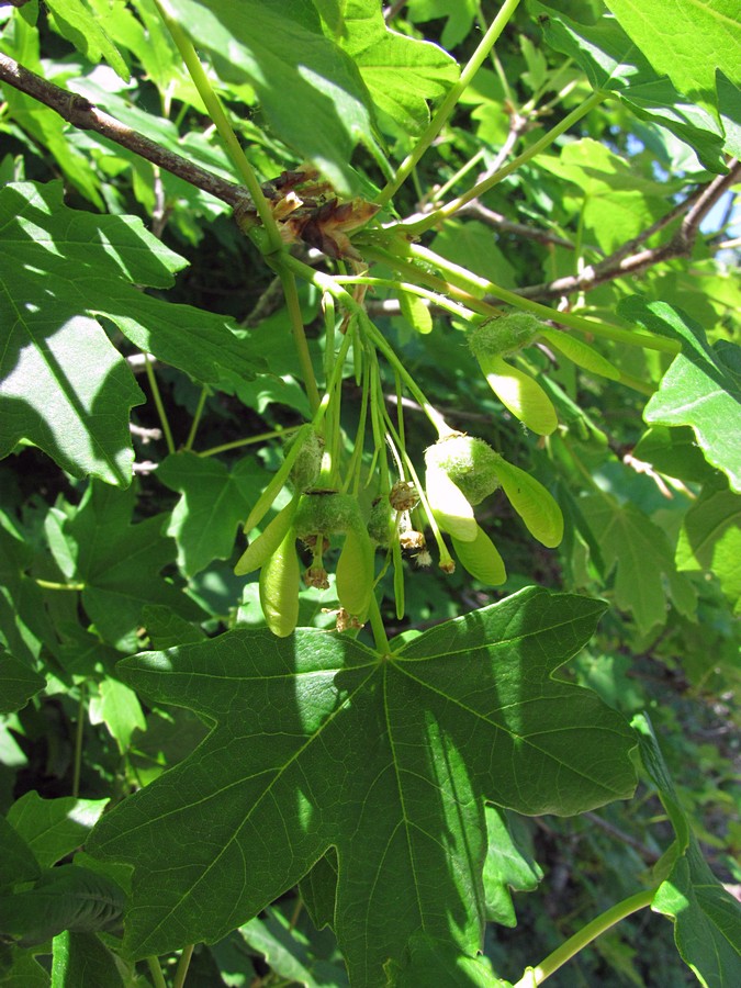 Image of Acer stevenii specimen.