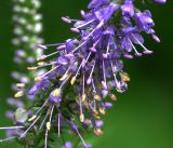 Veronica longifolia