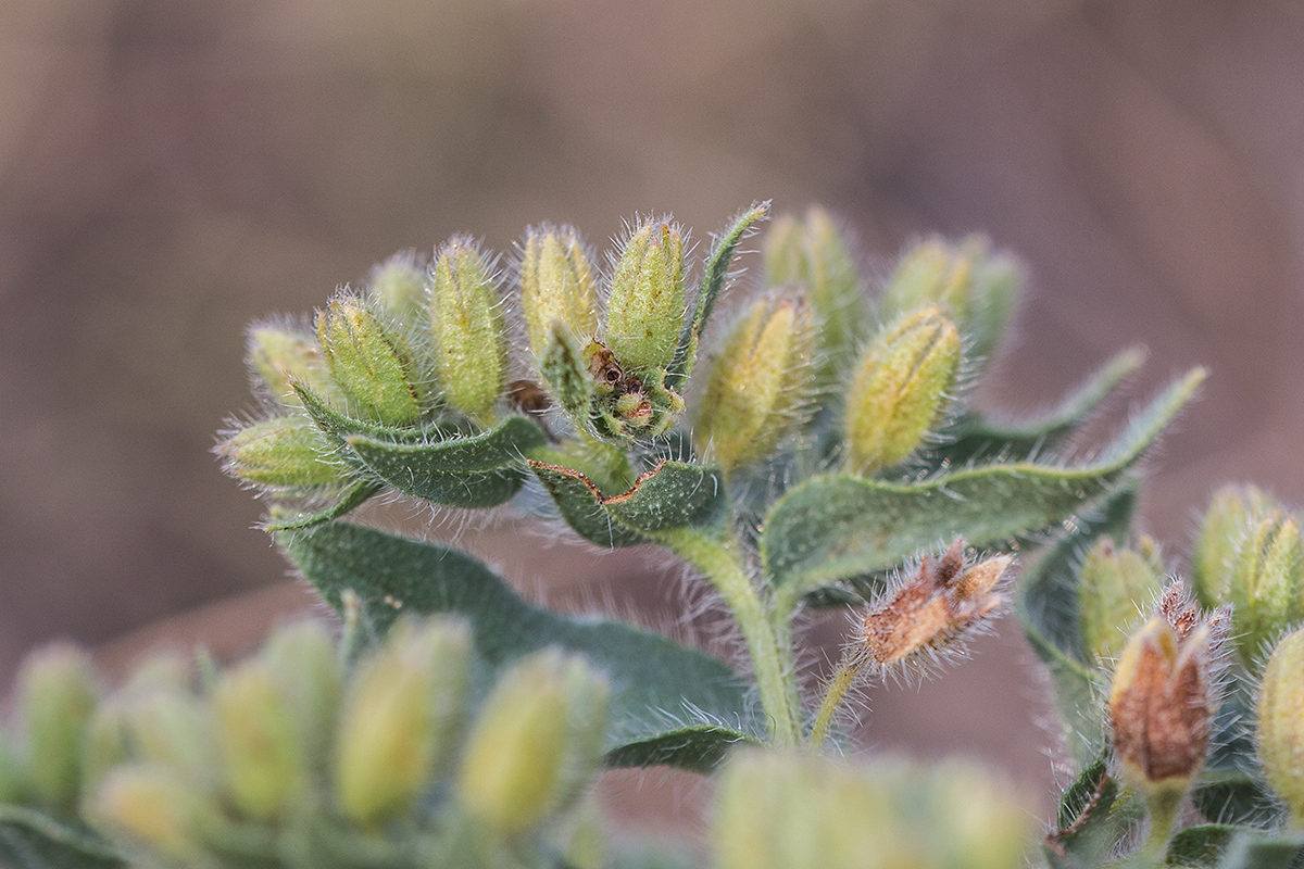 Image of Nonea rossica specimen.