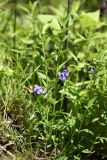 Scutellaria regeliana