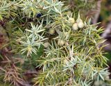 Juniperus oblonga