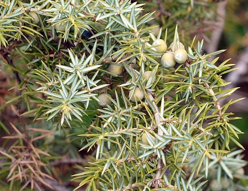 Image of Juniperus oblonga specimen.