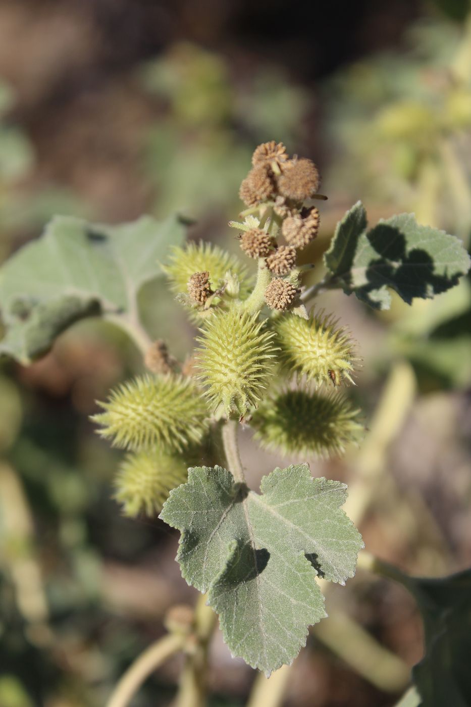 Image of Xanthium orientale specimen.