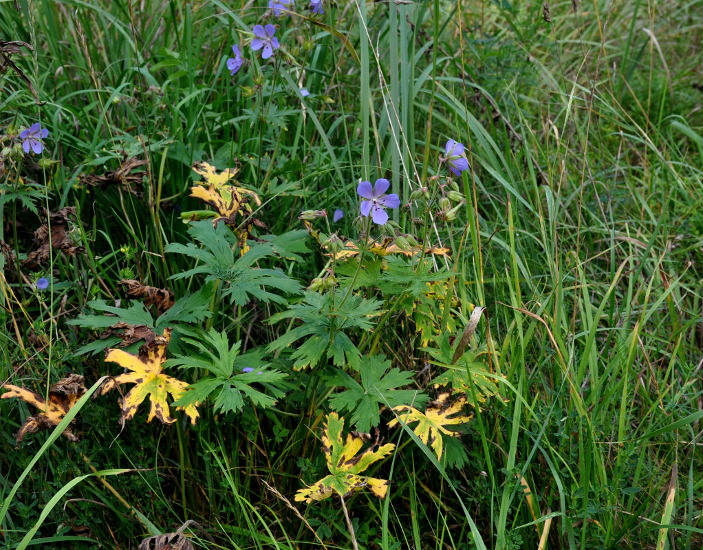 Image of Geranium pratense specimen.