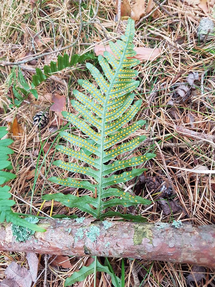 Image of Polypodium interjectum specimen.