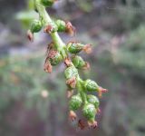 Populus balsamifera