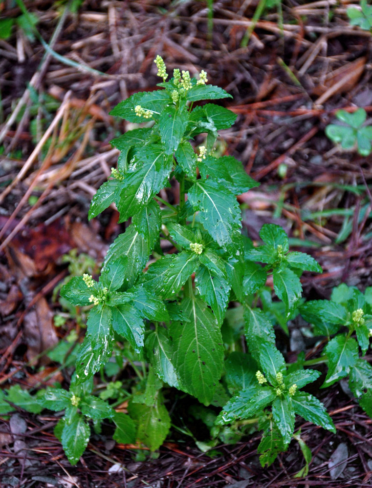 Изображение особи Mercurialis annua.