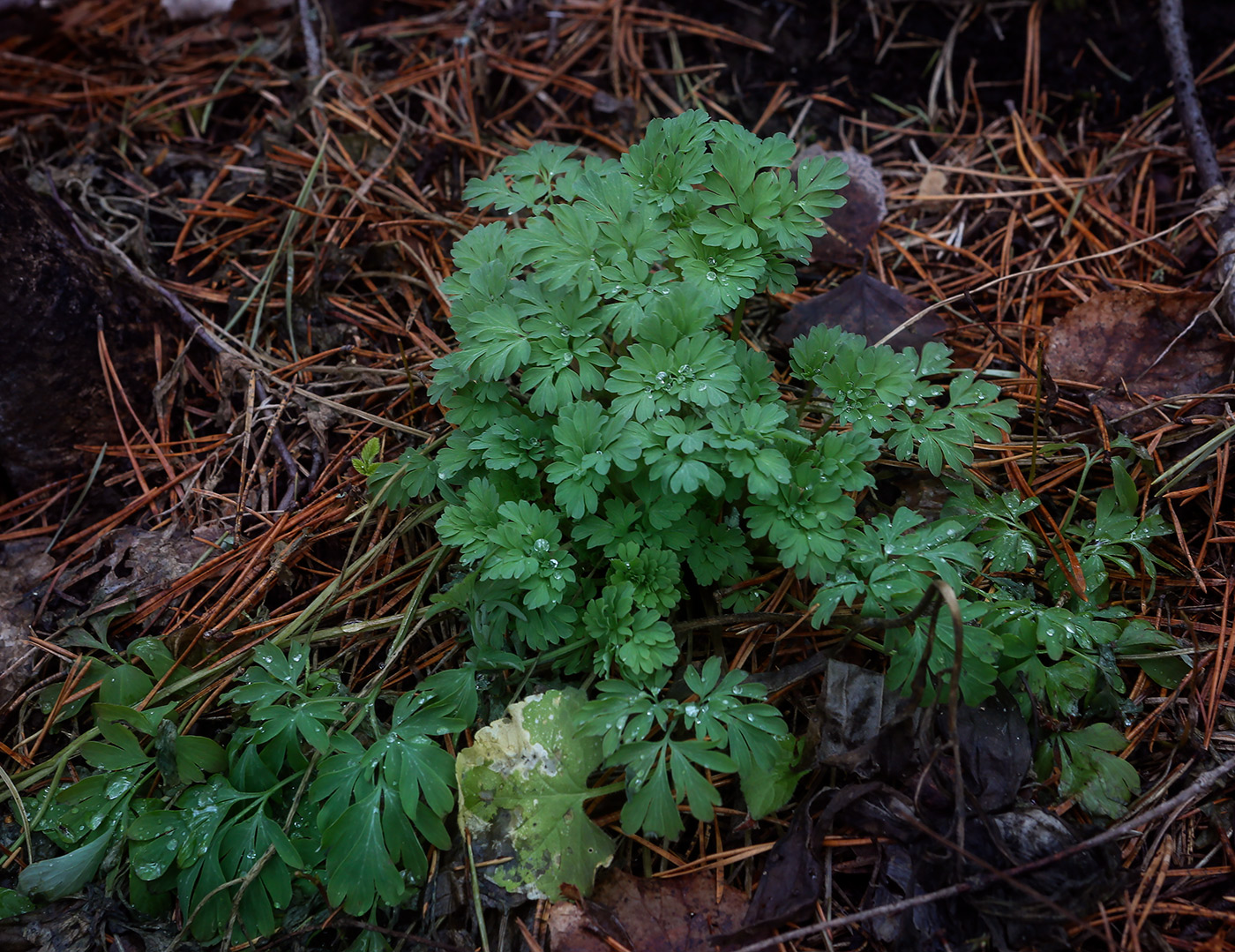 Image of Corydalis solida specimen.