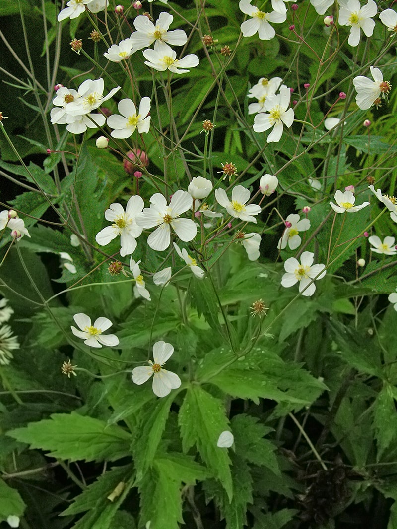 Изображение особи Ranunculus platanifolius.