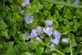 Campanula cochleariifolia