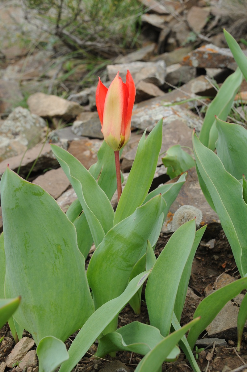 Изображение особи Tulipa ivasczenkoae.