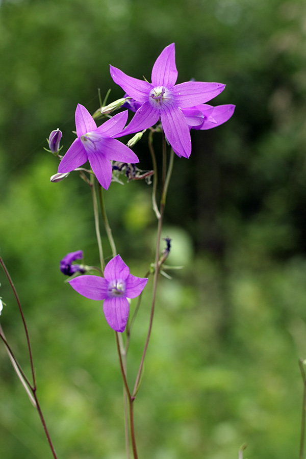 Image of Campanula patula specimen.