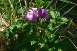 Rubus arcticus