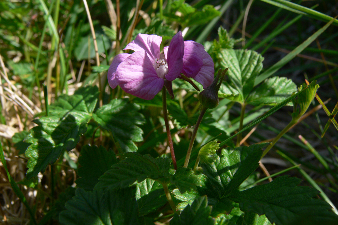 Image of Rubus arcticus specimen.