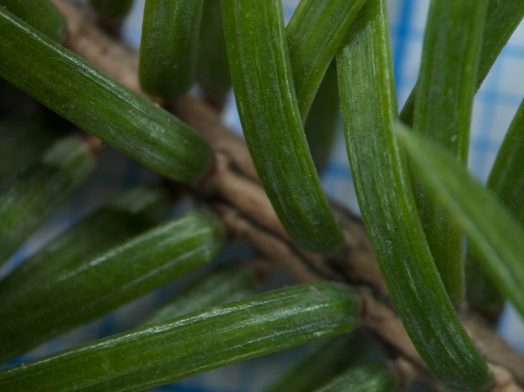 Image of Picea ajanensis specimen.