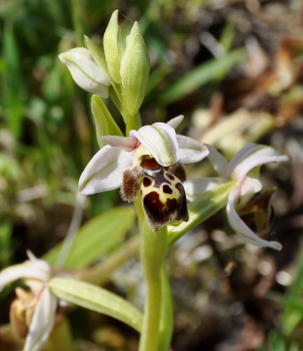 Image of Ophrys umbilicata specimen.