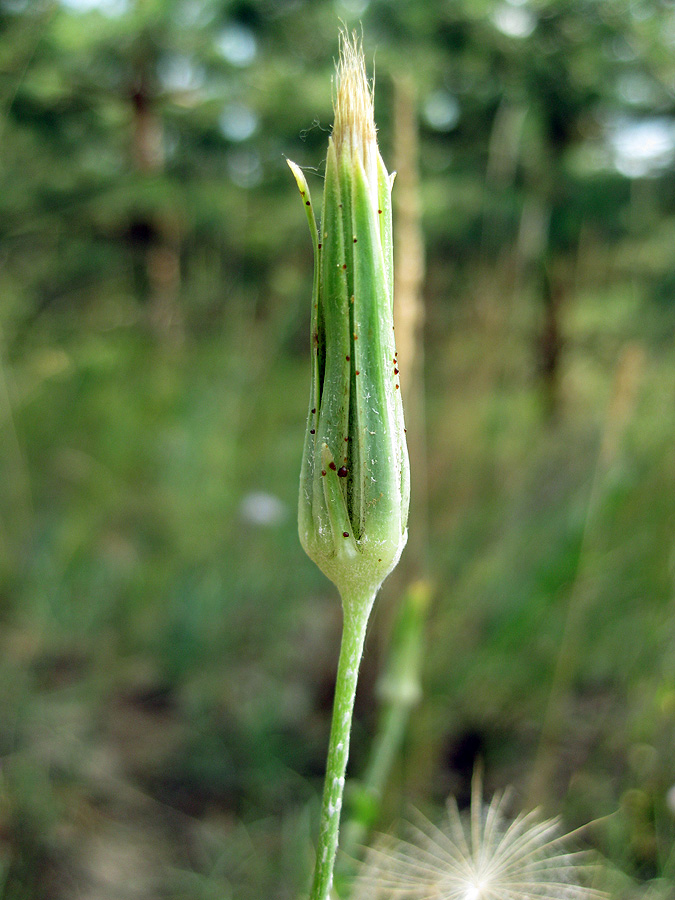 Image of Tragopogon ucrainicus specimen.