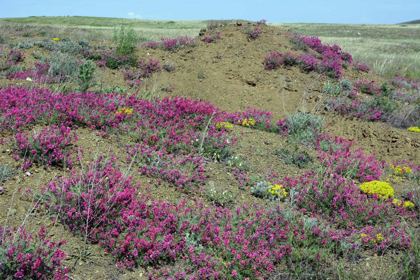 Image of Oxytropis floribunda specimen.