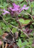 Thymus paucifolius