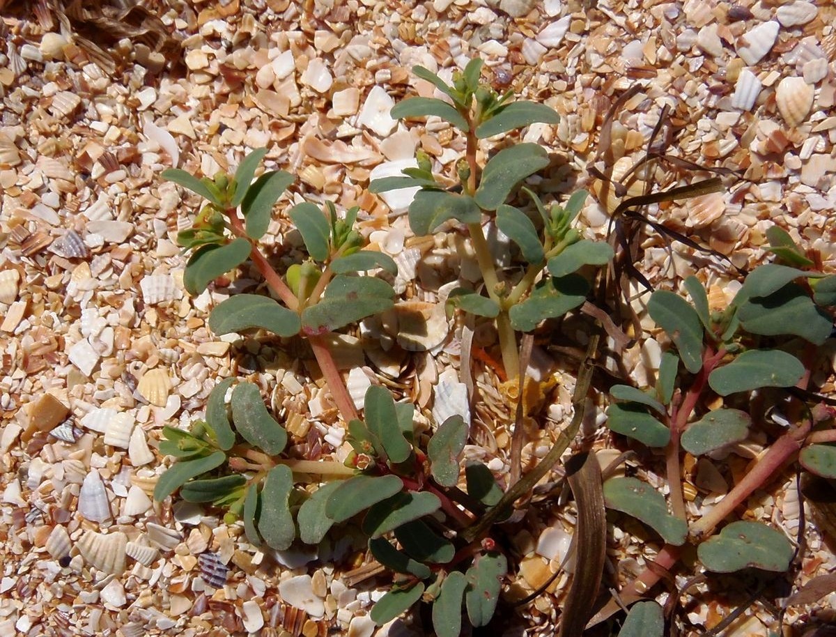 Image of Euphorbia peplis specimen.