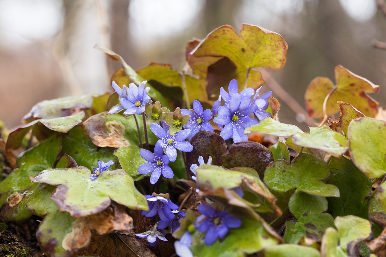 Изображение особи Hepatica nobilis.