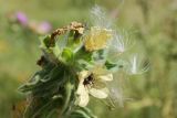 Hyoscyamus niger. Верхушка побега с последними цветками и незрелыми плодами (позади прилипли летучки Carduus). Псковская обл., Палкинский р-н, окр. дер. Шабаны, дол. р. Великая, забурьяненый луг на известняке. 12.08.2020.