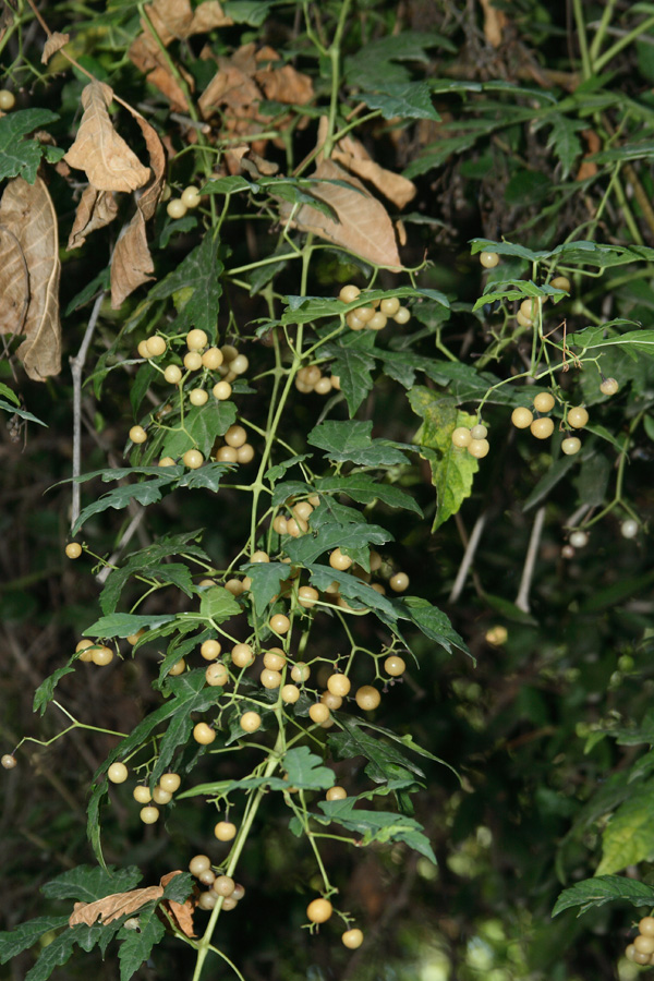 Image of Ampelopsis aconitifolia specimen.