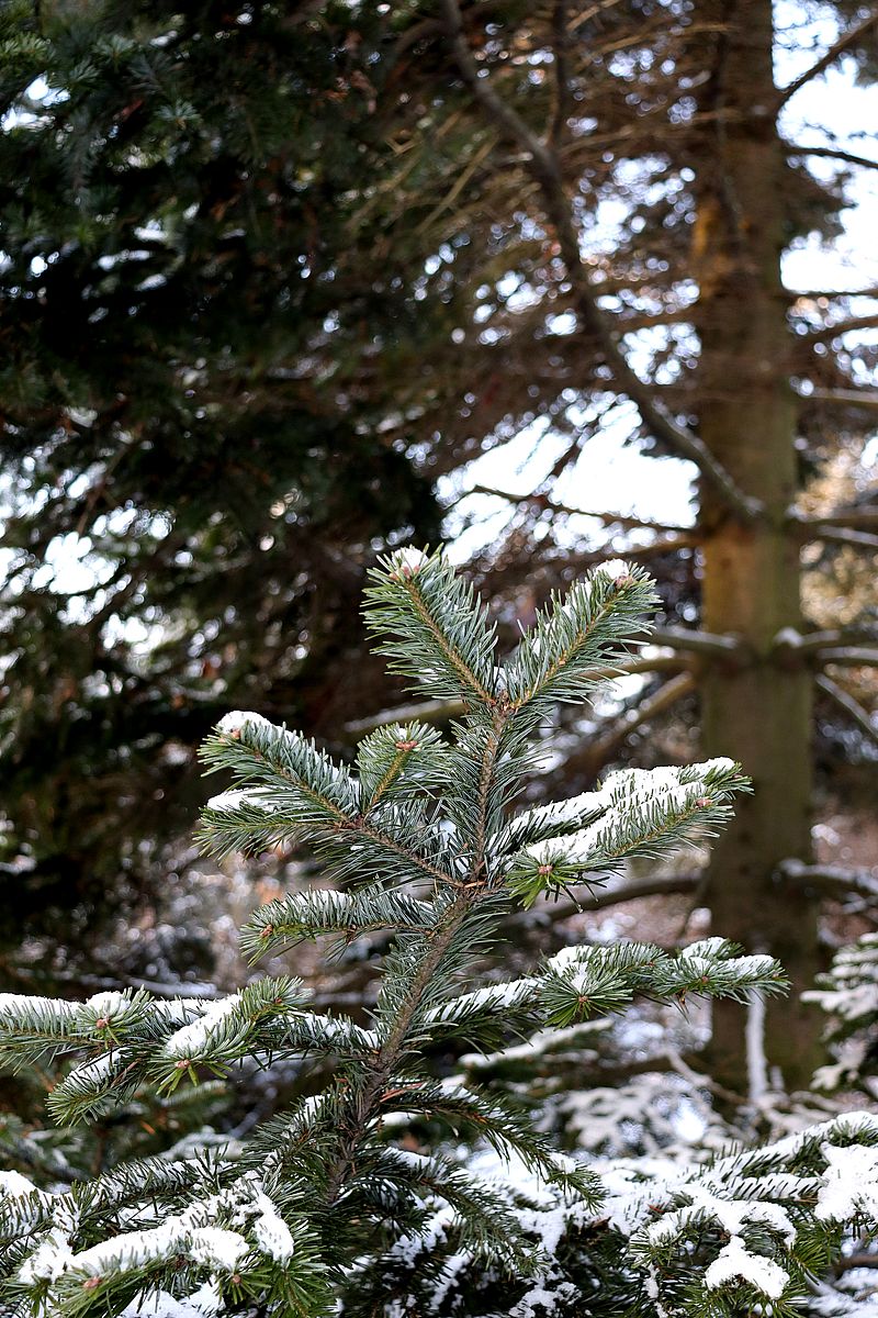 Image of Abies nephrolepis specimen.